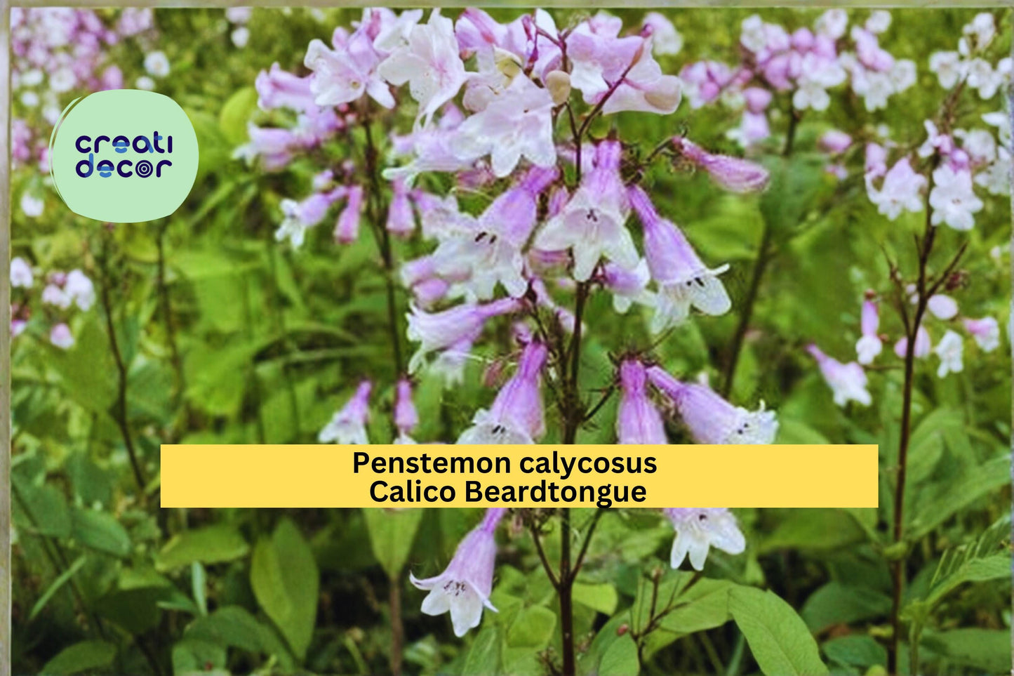 Calico Beardtongue Seeds Penstemon calycosus 100 Count Native Wildflower Garden Plant Pink Purple Flower Seeds