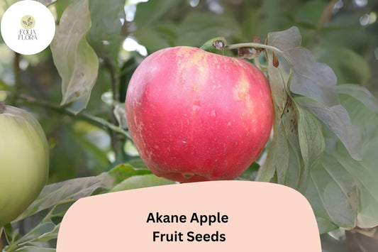 25+ Akane Apple Seeds | Crisp Red Heirloom Variety | Malus domestica | Sweet-Tart Flavor | Rare Garden Fruit Tree Seeds