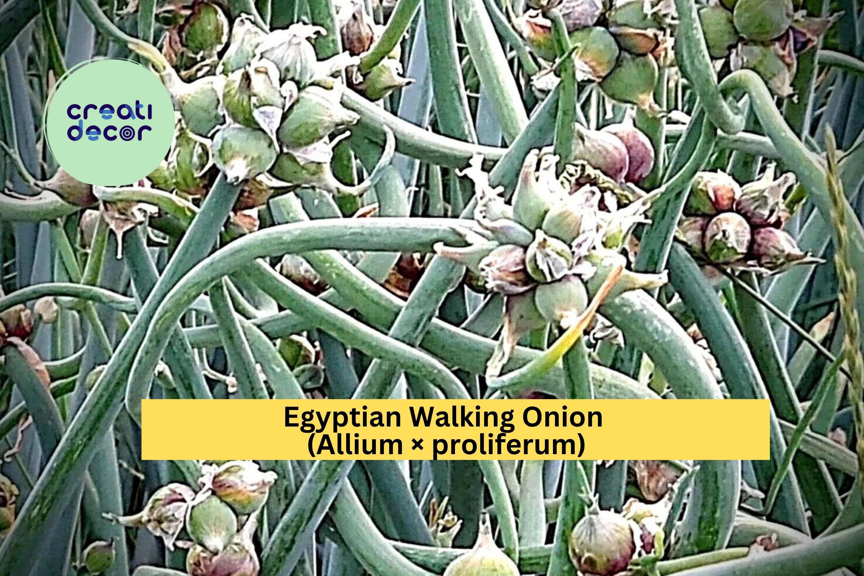 Egyptian Walking Onion | Allium × proliferum | Set of 5 Bare Root Perennial Onion Plants | Hardy Heirloom Vegetable