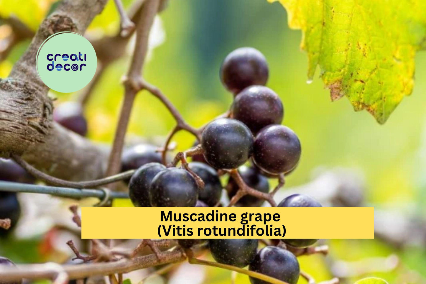 Muscadine Grape Vine | 4–6 Inch Live Rooted Plant Starter | Hardy Fruit-Bearing Grape Variety for Vineyards, Arbors & Home Gardens