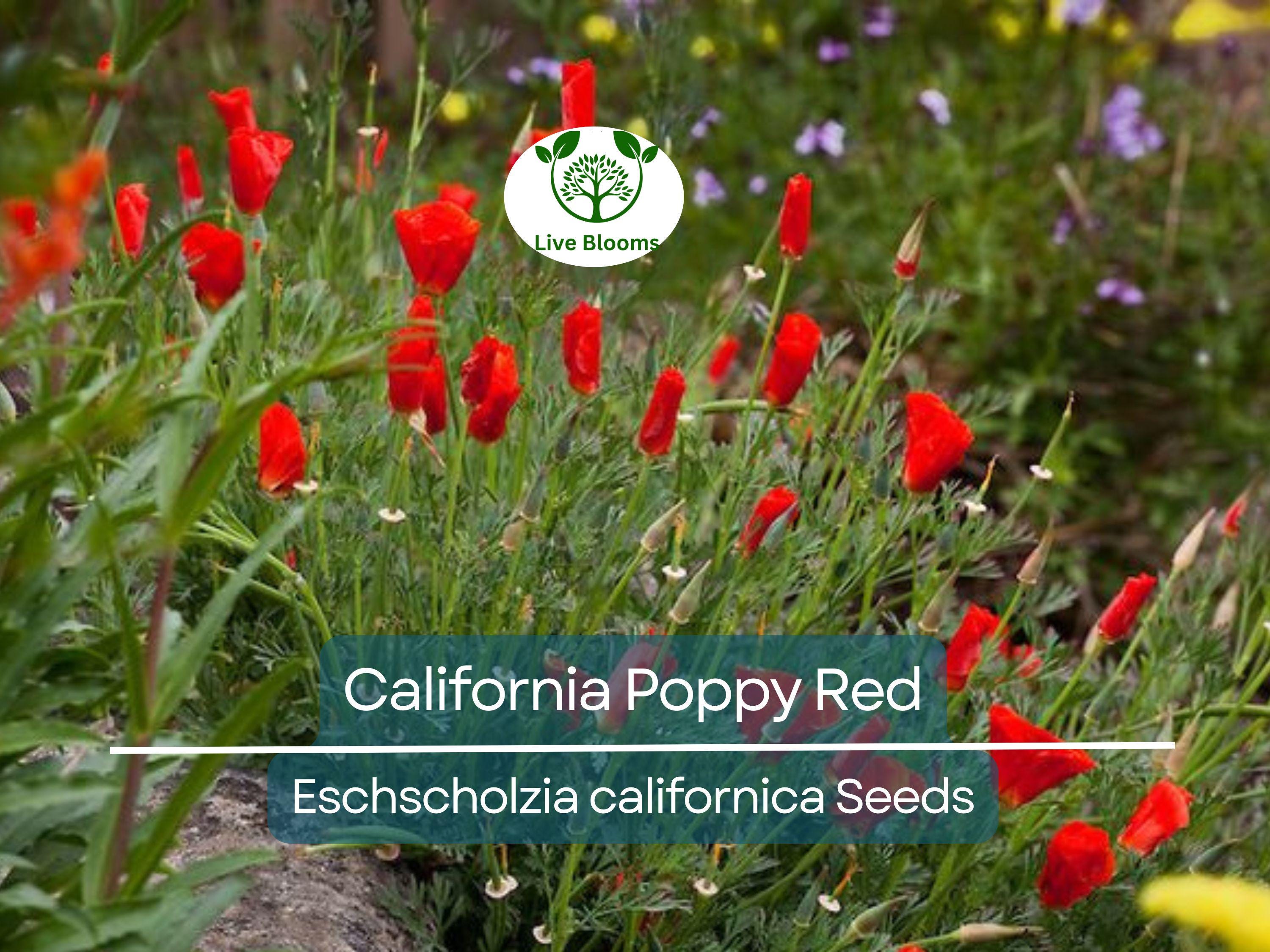 1000 California Poppy Seeds - Red Chief Eschscholzia californica | Non-GMO, Pollinator Friendly, Wildflower, Drought Tolerant