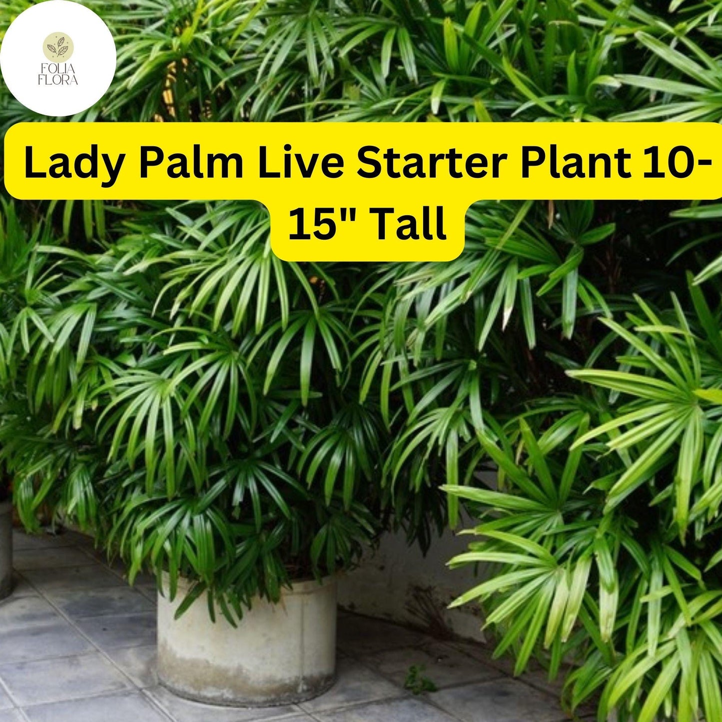 1 Rhapis excelsa Lady Palm - Live Plant 10-15" Tall - Indoor Air-Purifying Palm