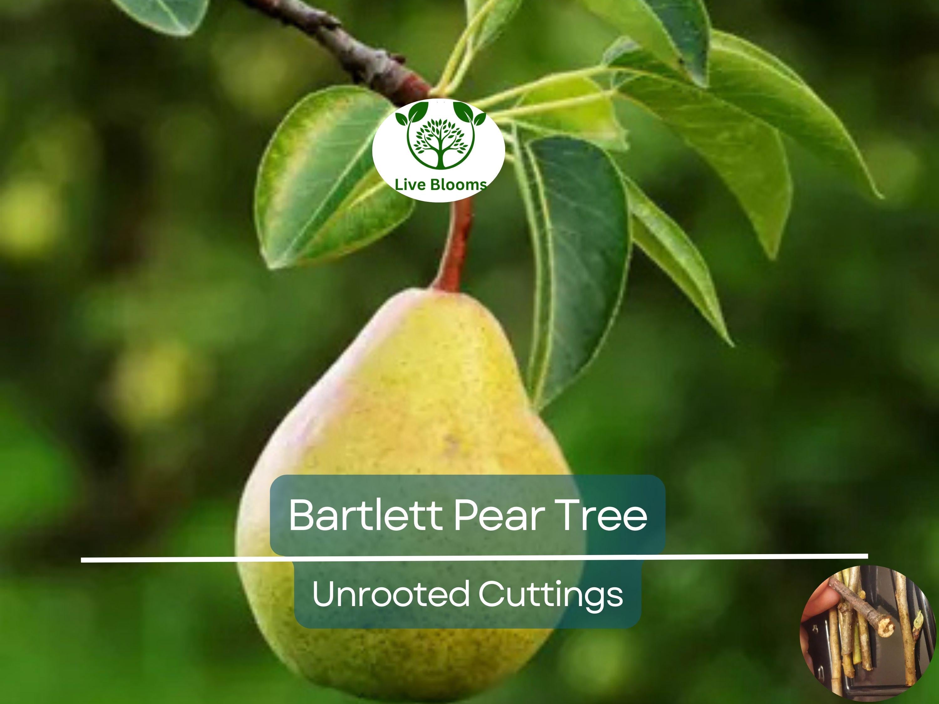 12 Giant Bartlett Pear Tree Cuttings – Unrooted for Rooting or Grafting, High Yield, Great Producer, Perfect for Fruit Orchard, Propagation