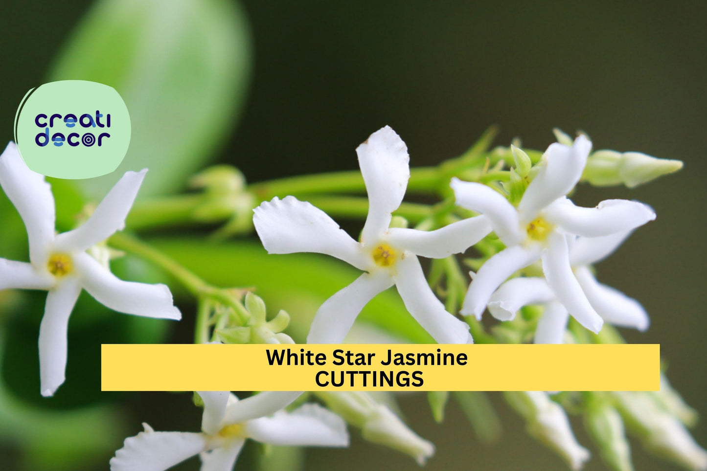 5 White Star Jasmine Cuttings | Fragrant Flowering Vine Starter | Unrooted Plant Stems for Propagation | Easy to Root
