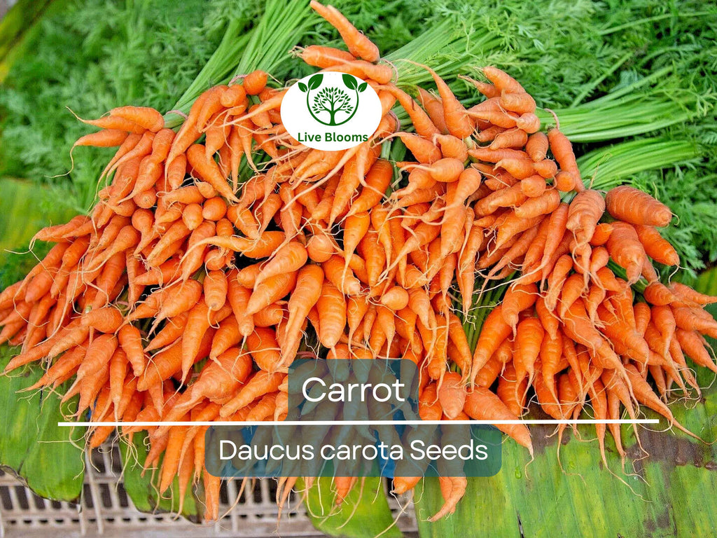 1250 Bulk Carrot Seed | Daucus carota, Microgreens for Sprouting & Planting, Organic Vegetable Seeds, Non-GMO, Fresh Home Garden Supply