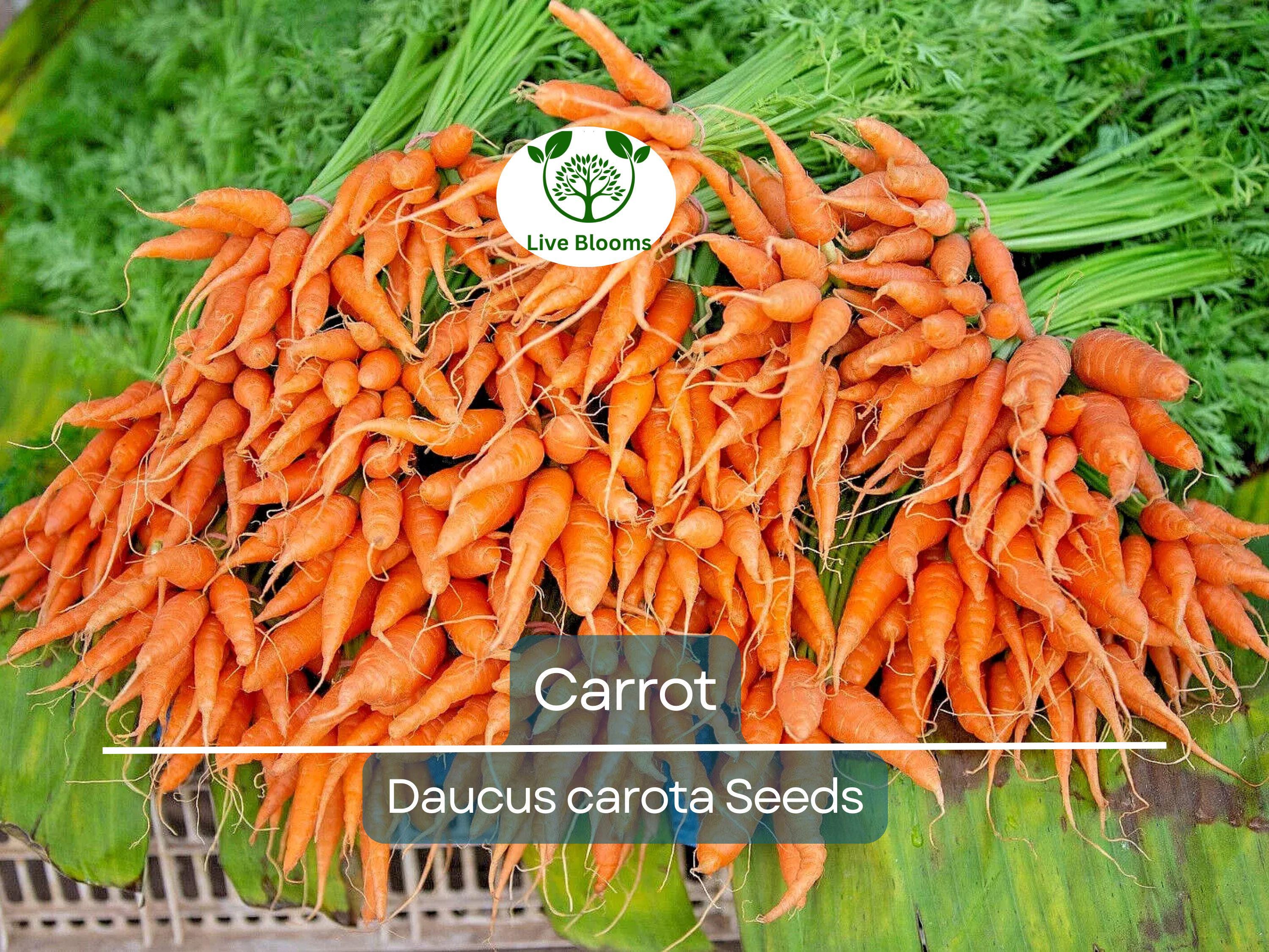 1250 Bulk Carrot Seed | Daucus carota, Microgreens for Sprouting & Planting, Organic Vegetable Seeds, Non-GMO, Fresh Home Garden Supply