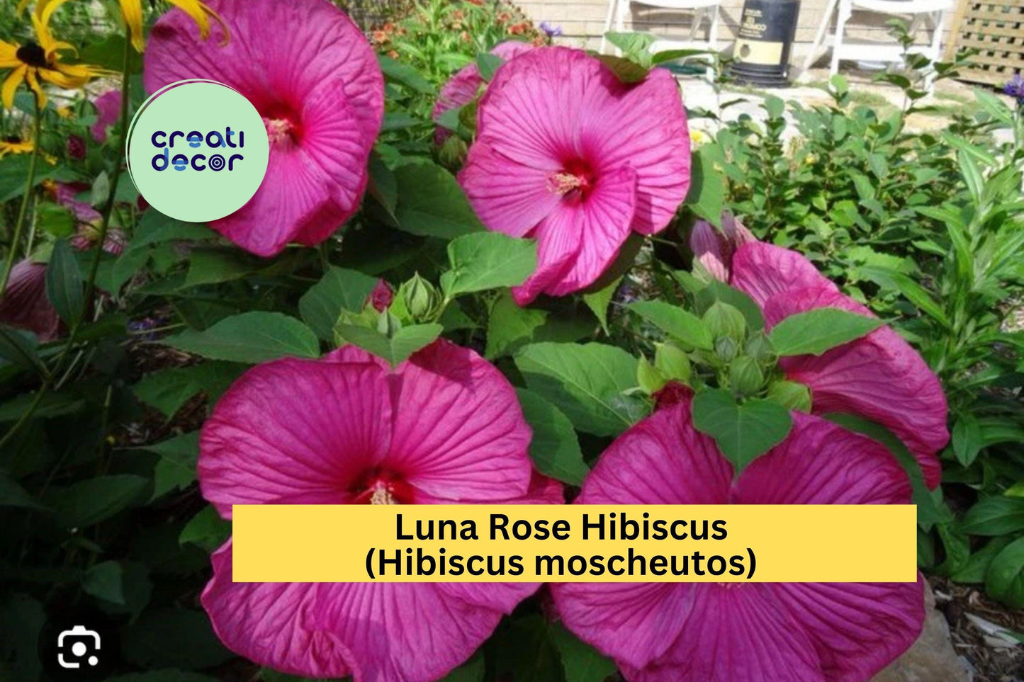 1 Luna Rose Hibiscus – Hibiscus moscheutos Live Rooted Starter Plant, Hardy Perennial with Huge 8–10" Rose-Pink Blooms for Summer Gardens