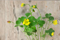 Oxalis Stricta – Yellow Wood Sorrel Seeds | 10 Seeds | Lemon Clover / Sourgrass | Edible Wildflower