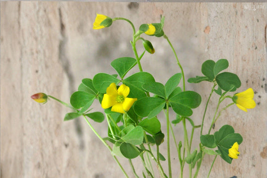 Oxalis Stricta – Yellow Wood Sorrel Seeds | 10 Seeds | Lemon Clover / Sourgrass | Edible Wildflower