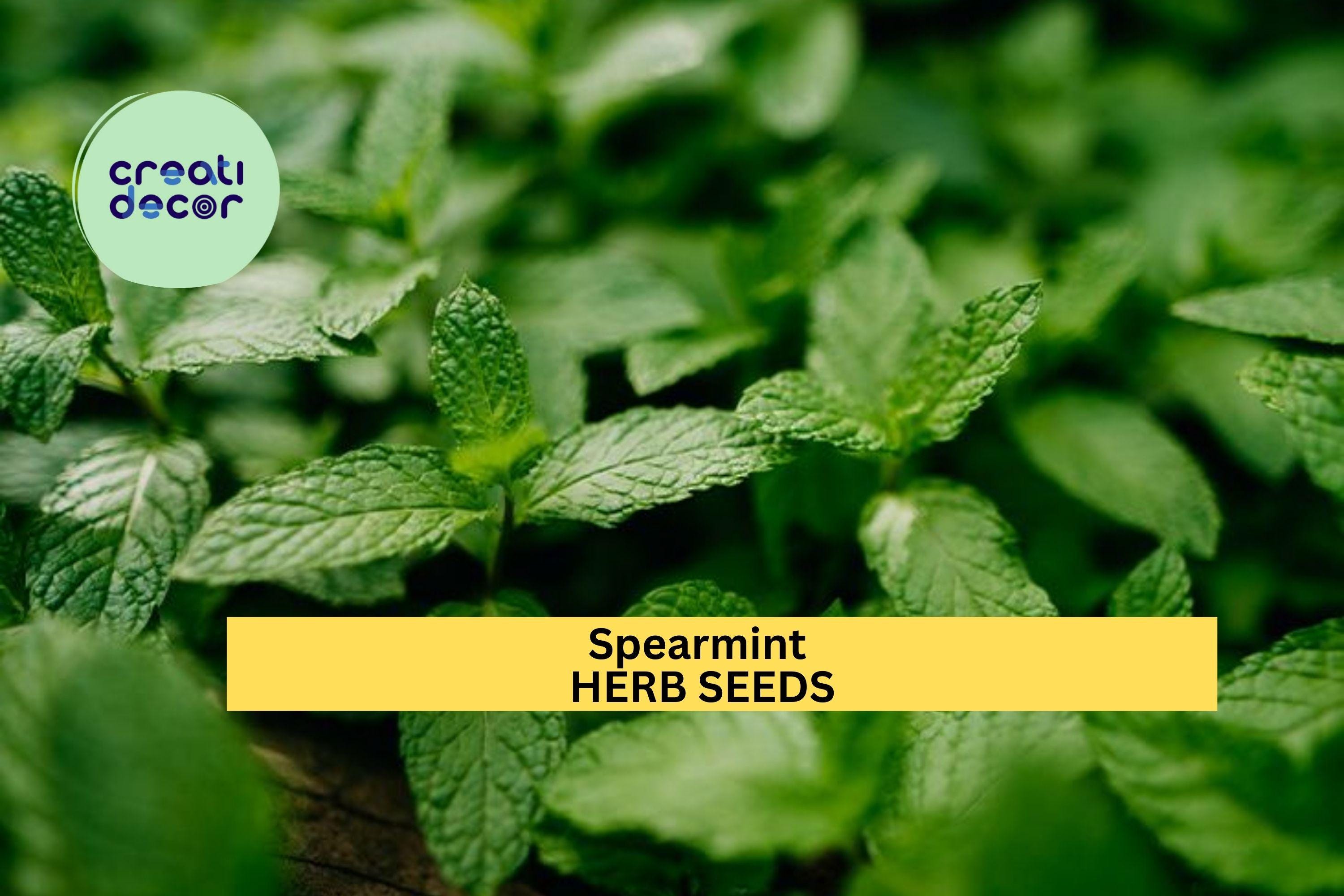 3pcs of 30mg Spearmint Herb Seeds – Fragrant Culinary & Medicinal Mint for Garden, Tea, and Containers – Seeds for Planting