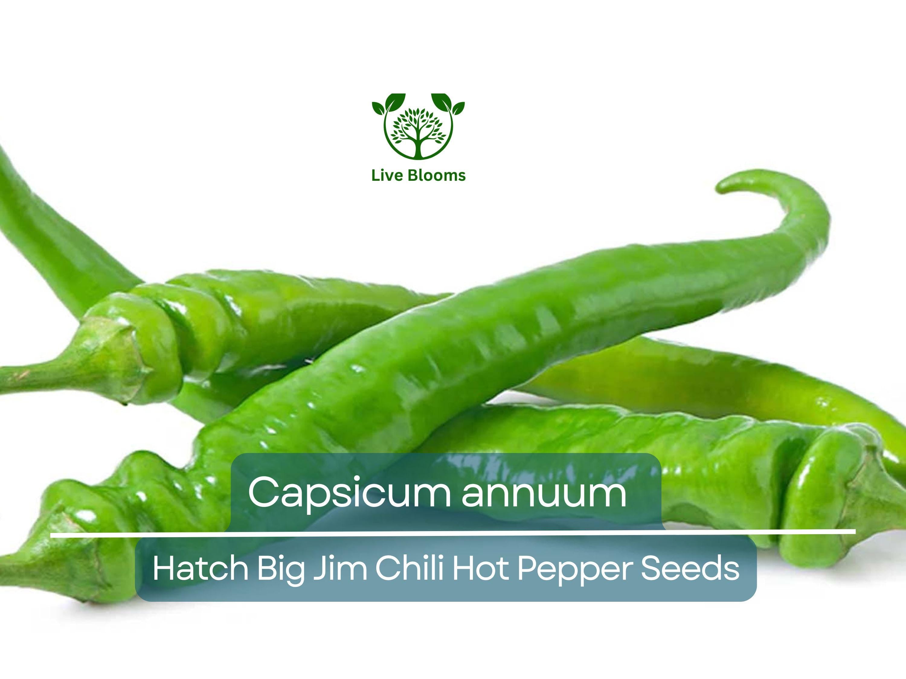 30 Seeds Hot Hatch Big Jim Chili Pepper – Capsicum annuum | Heirloom Hot Pepper for Planting, Gardening & Flavorful Harvests