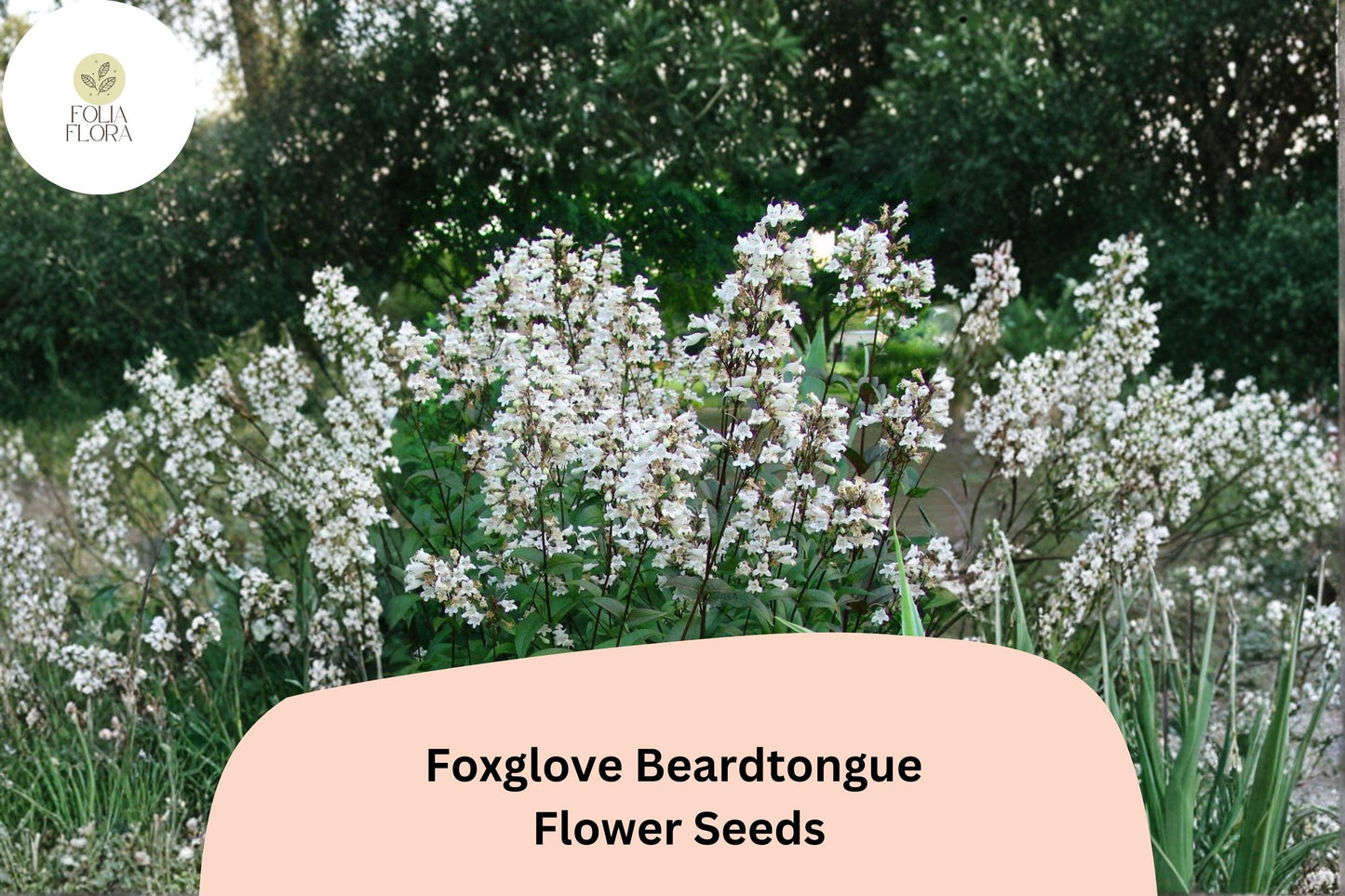 Foxglove Beardtongue Seeds – 100 Penstemon digitalis | Native White Wildflower | Perennial Garden Plant