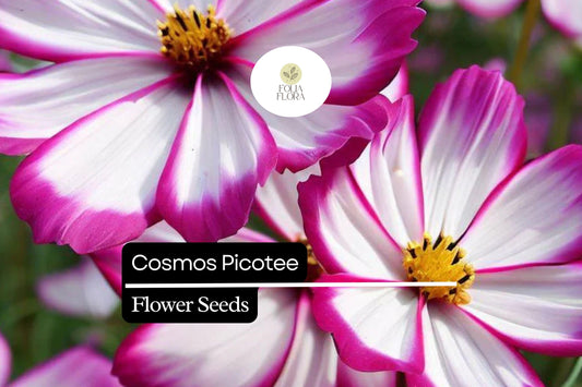 1g Cosmos Picotee Seeds, Unique Bicolor Blooms, Hardy Annual Wildflower for Pollinator Gardens