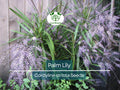 15 Easy Indoor Houseplant Seeds | Palm Lily (Cordyline stricta), Tropical Indoor Plant, Low Maintenance, Non-GMO, Decorative Houseplant