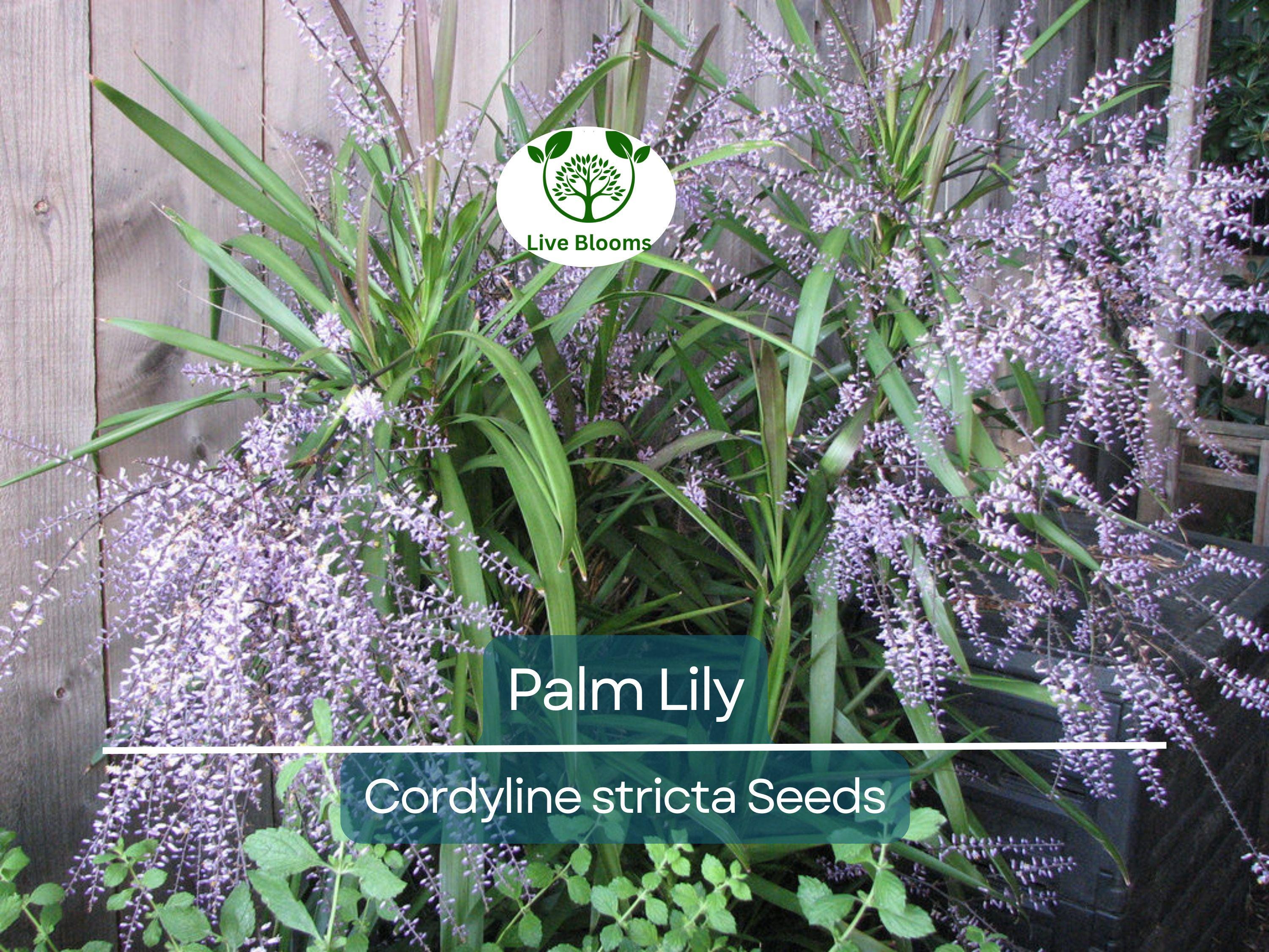 15 Easy Indoor Houseplant Seeds | Palm Lily (Cordyline stricta), Tropical Indoor Plant, Low Maintenance, Non-GMO, Decorative Houseplant