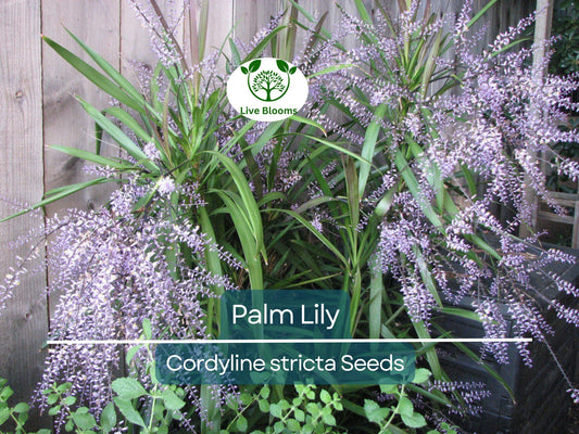 15 Easy Indoor Houseplant Seeds | Palm Lily (Cordyline stricta), Tropical Indoor Plant, Low Maintenance, Non-GMO, Decorative Houseplant