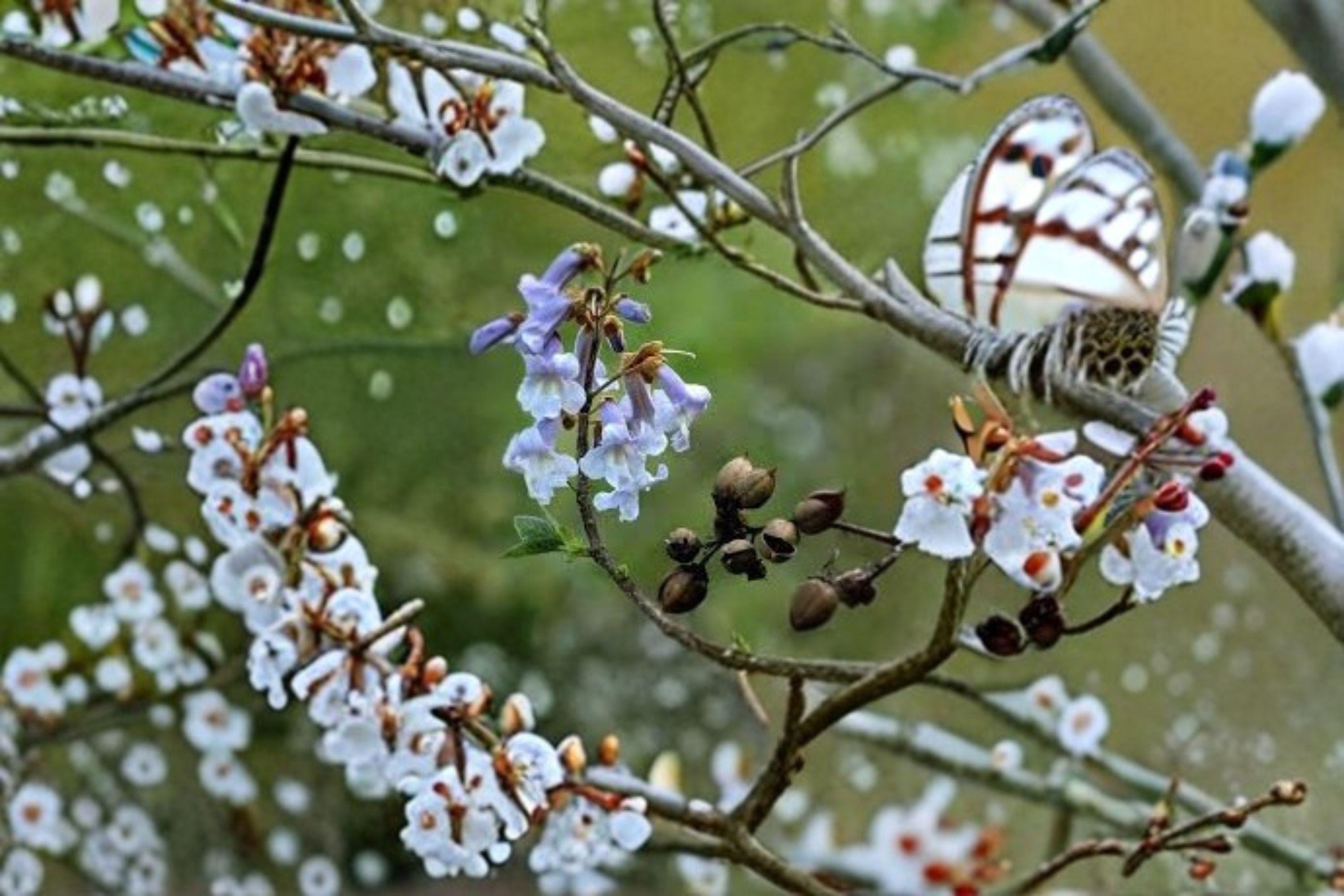 Empress Tree – Paulownia tomentosa | 100 Seeds | Fast Growing Plant | Ornamental Shade Tree