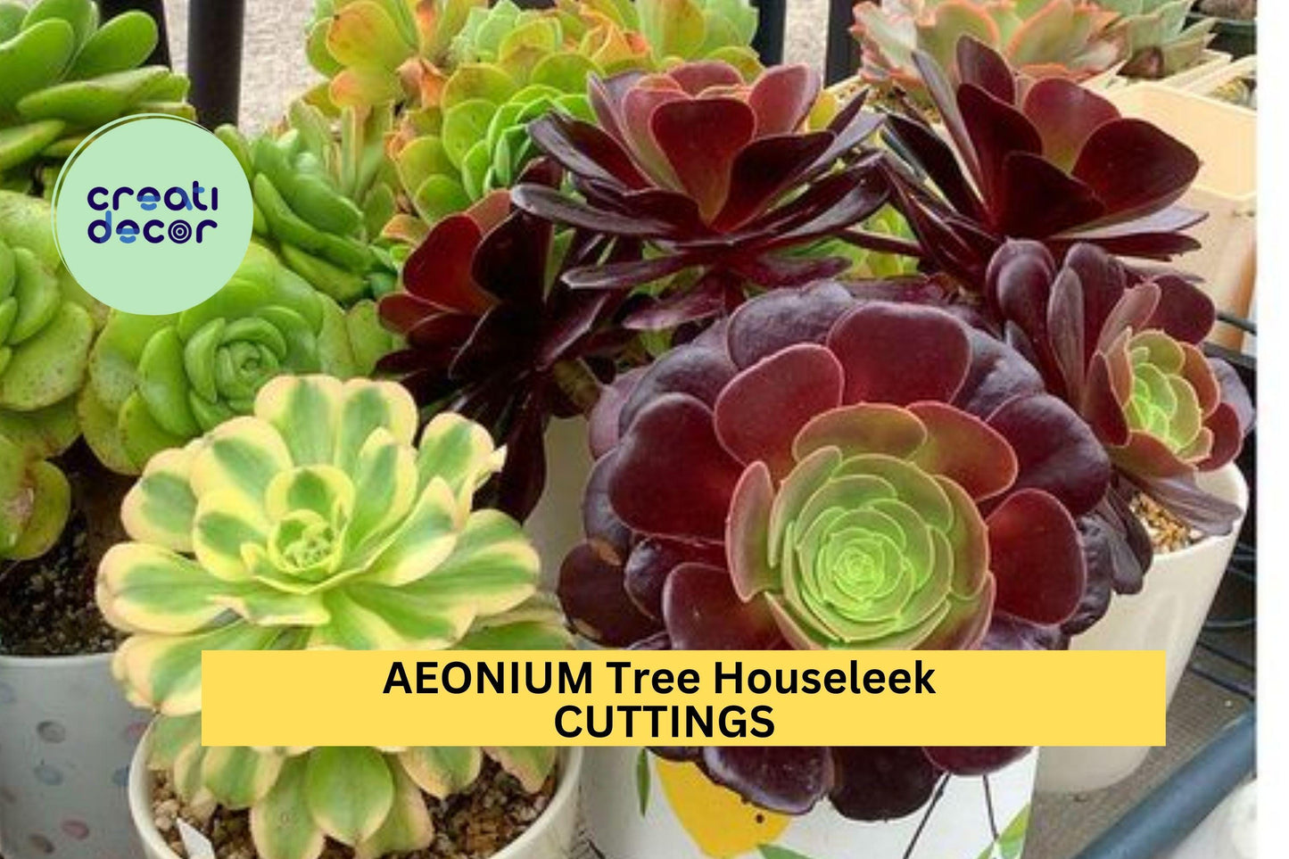 5 Assorted Aeonium Cuttings – Quintet of Mixed Rosette Succulents | Unrooted 4”+ Wide Heads for Pots, Rock Gardens, or Arrangements