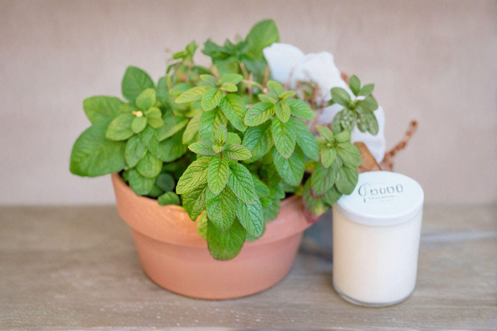Spearmint – Herb 100 Seeds | Classic Culinary Mint | Refreshing Flavor | Easy-to-Grow Perennial