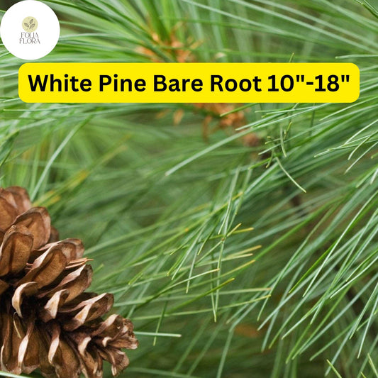 1 White Pine Tree (Pinus strobus) – Live Bare Root Plant 10"-18"