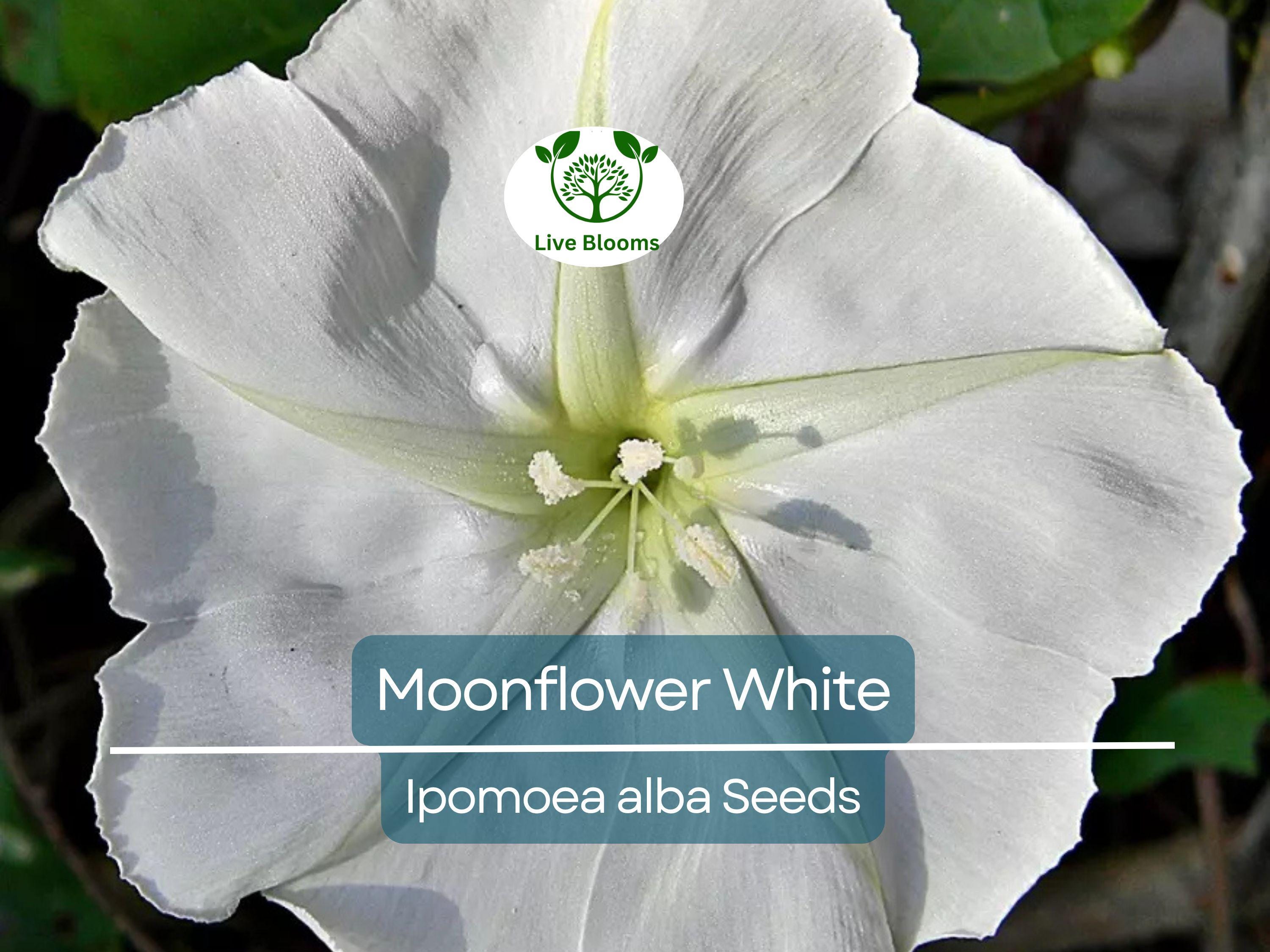 25 Moonflower Seeds - White Night-Blooming Morning Glory Vine | Ipomoea alba, Fragrant, Non-GMO, Climbing Annual, Evening Bloomer