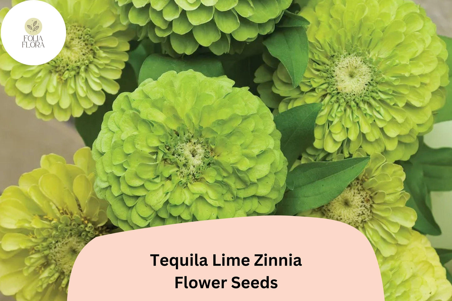 100+ Tequila Lime Zinnia Seeds | Vibrant Lime Green Blooms | Compact Garden Annual Flowers, Easy Grow, Cut Flower Variety
