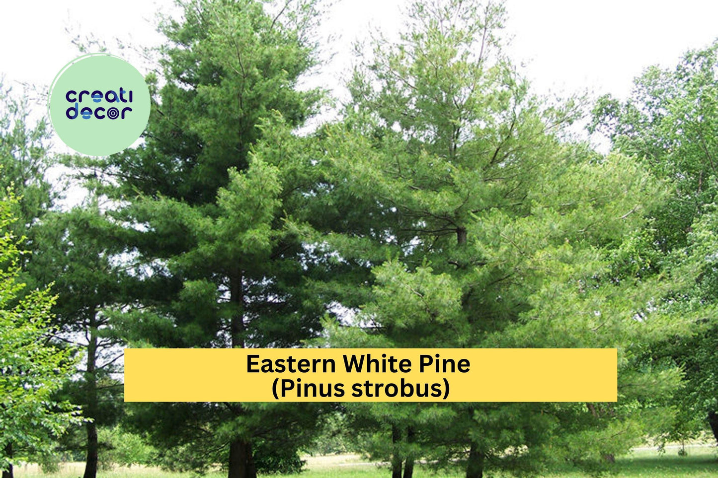 25 White Pine Seedlings | 6–10 Inch Bare Root Transplants | Live Eastern White Pine Trees for Landscaping, Reforestation & Windbreaks