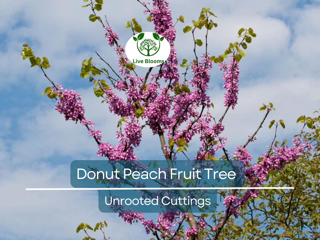 6 Donut Peach Fruit Tree Scion Cutting 6-10" Unrooted for Grafting & Rooting, Prunus persica var. platycarpa