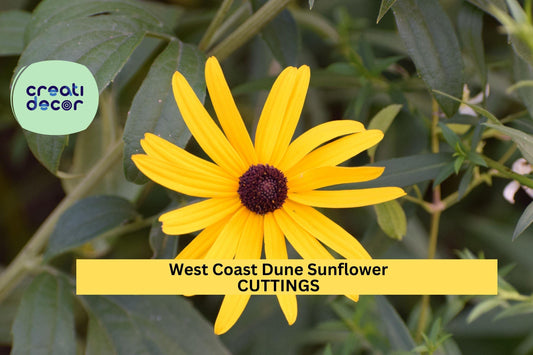 8 West Coast Dune Sunflower Cuttings – Unrooted Yellow Helianthus debilis Stems | Native FL Beach Plant for Gardens & Ground Cover