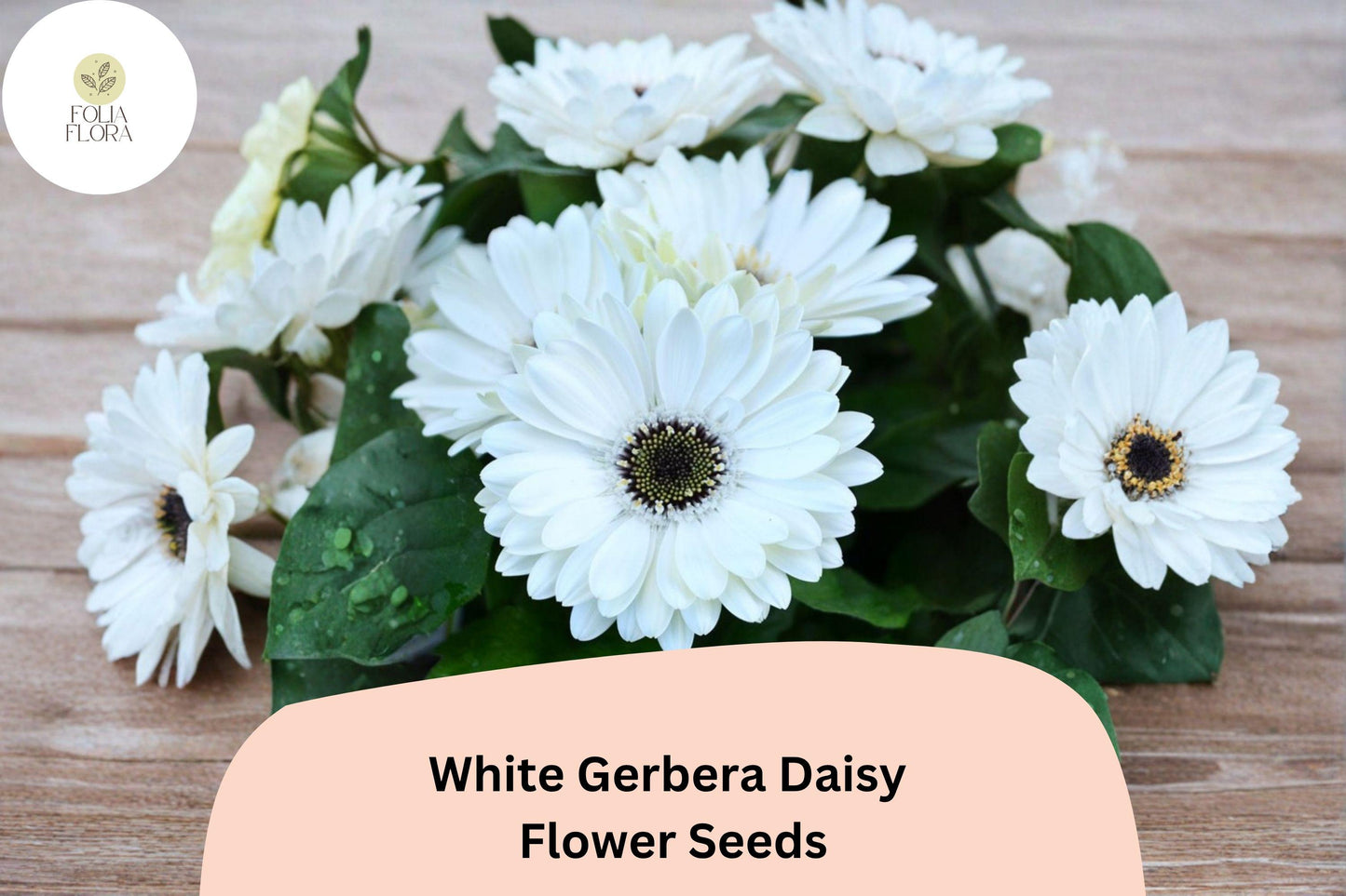 200+ White Gerbera Daisy Seeds | Gerbera jamesonii | Elegant White Blooms | Beautiful Garden or Cut Flowers
