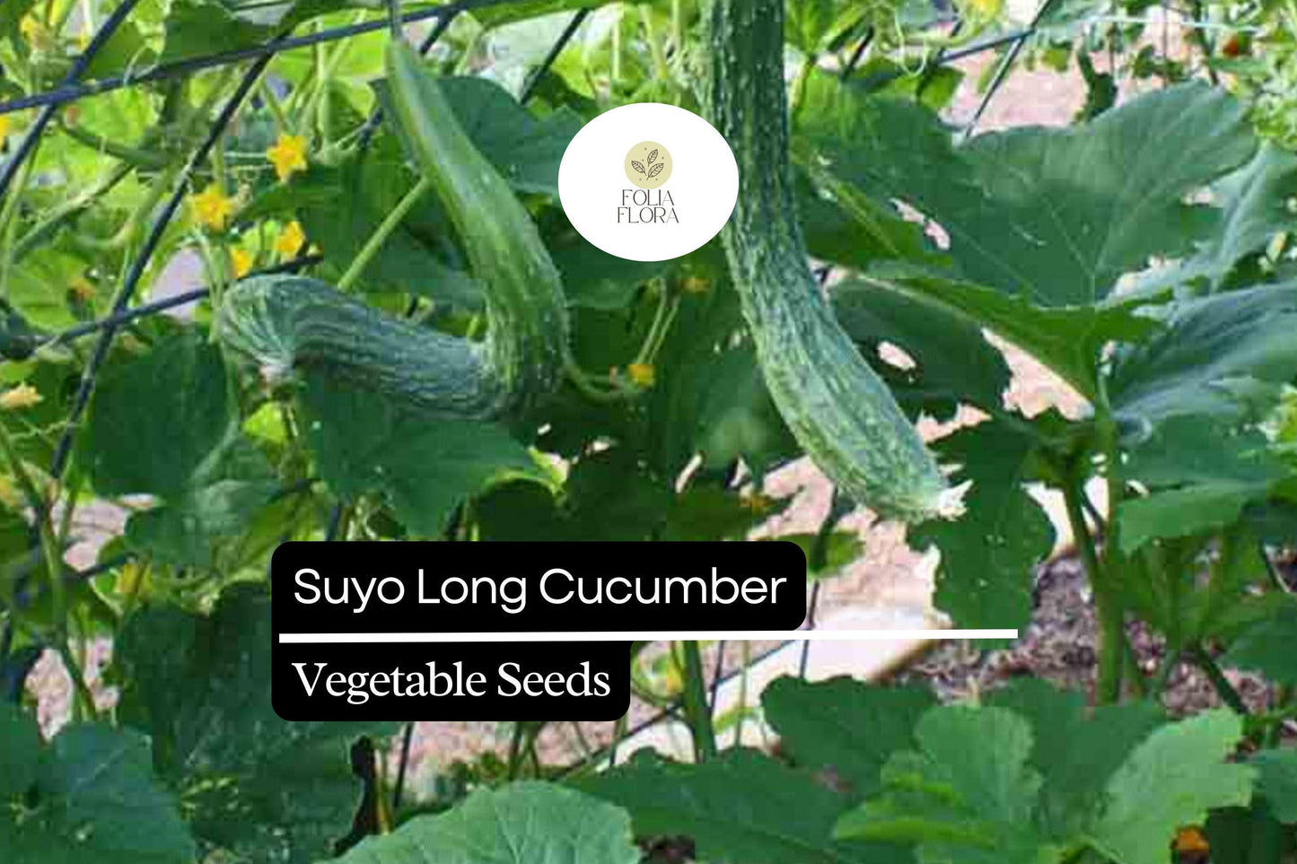20 Seeds Suyo Long Cucumber - Cucumis sativus | Sweet, Crisp, and Burpless Heirloom Variety