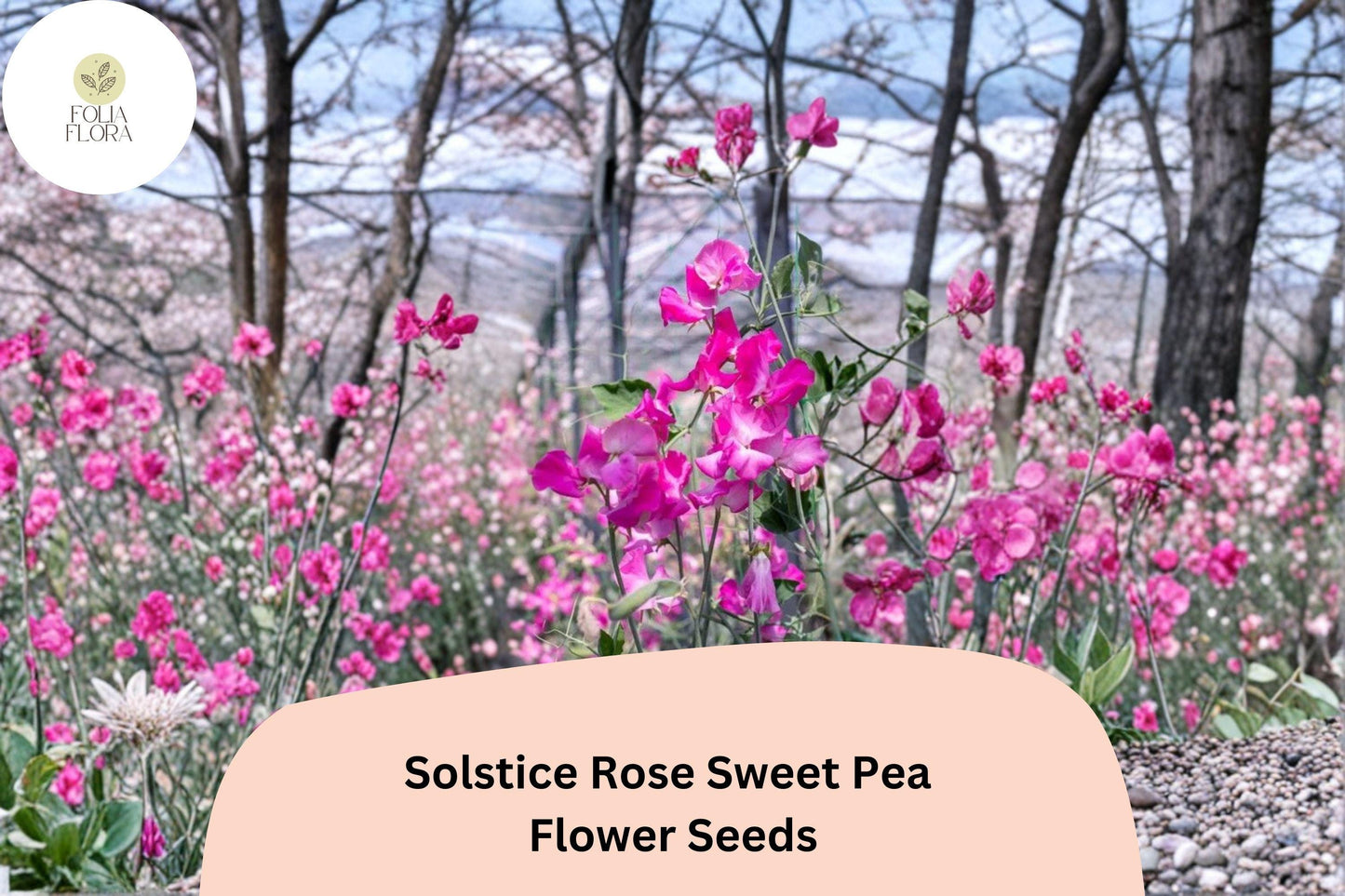 Solstice Rose Sweet Pea Seeds | Lathyrus odoratus Climbing Vine (50+ Seeds) for Garden Planting