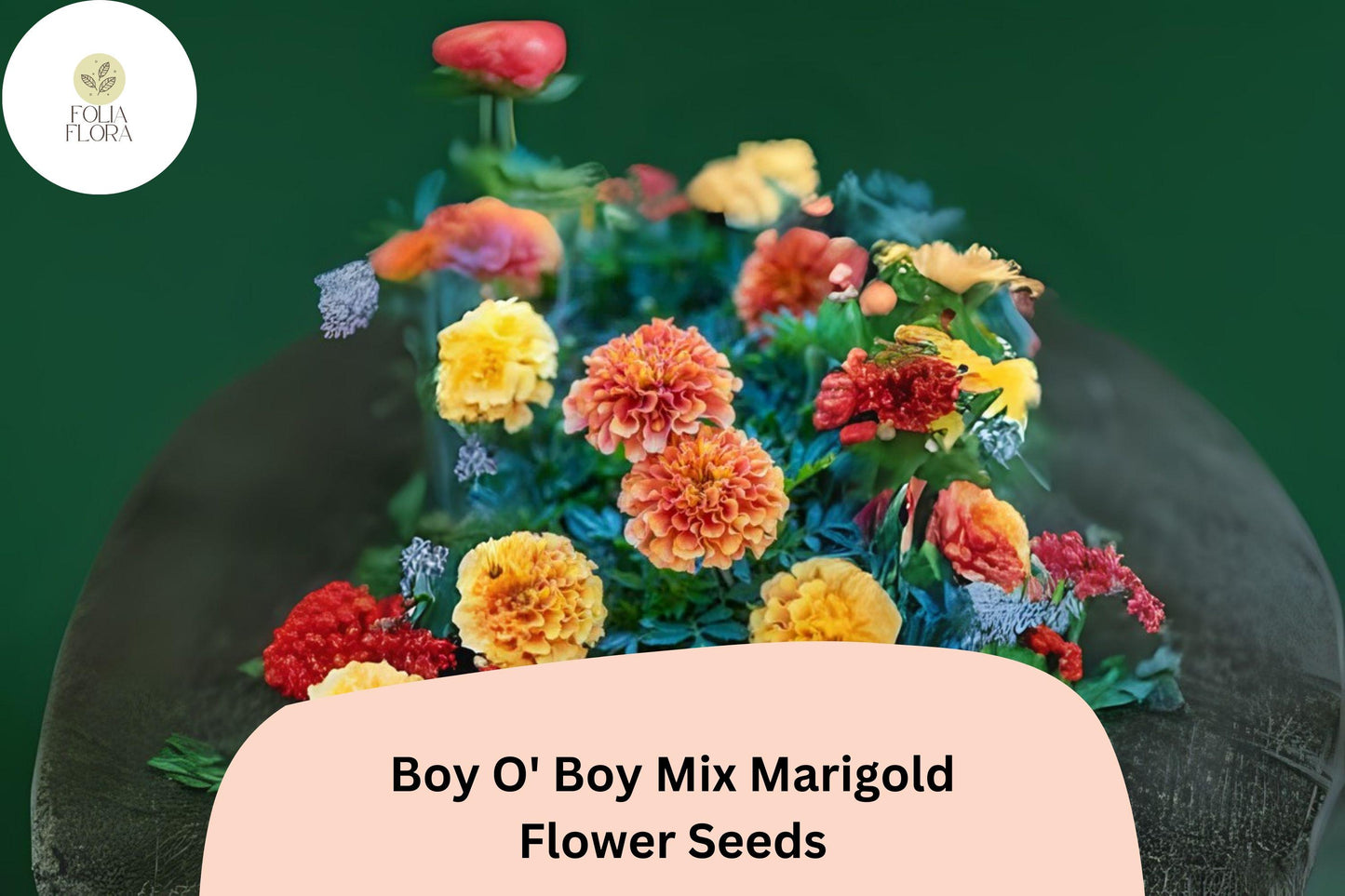 25+ Boy O' Boy Mix Marigold Seeds | Dwarf French Tagetes with Bright Orange, Yellow & Red Blooms for Garden and Pots