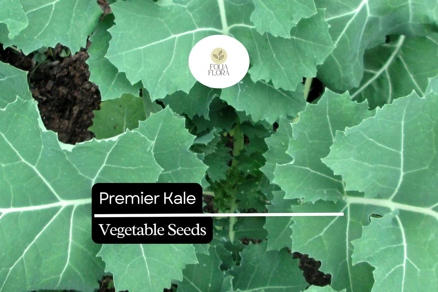 200 Seeds Premier Kale (Brassica oleracea) – Nutritious, Hardy, and Fast-Growing Leafy Green