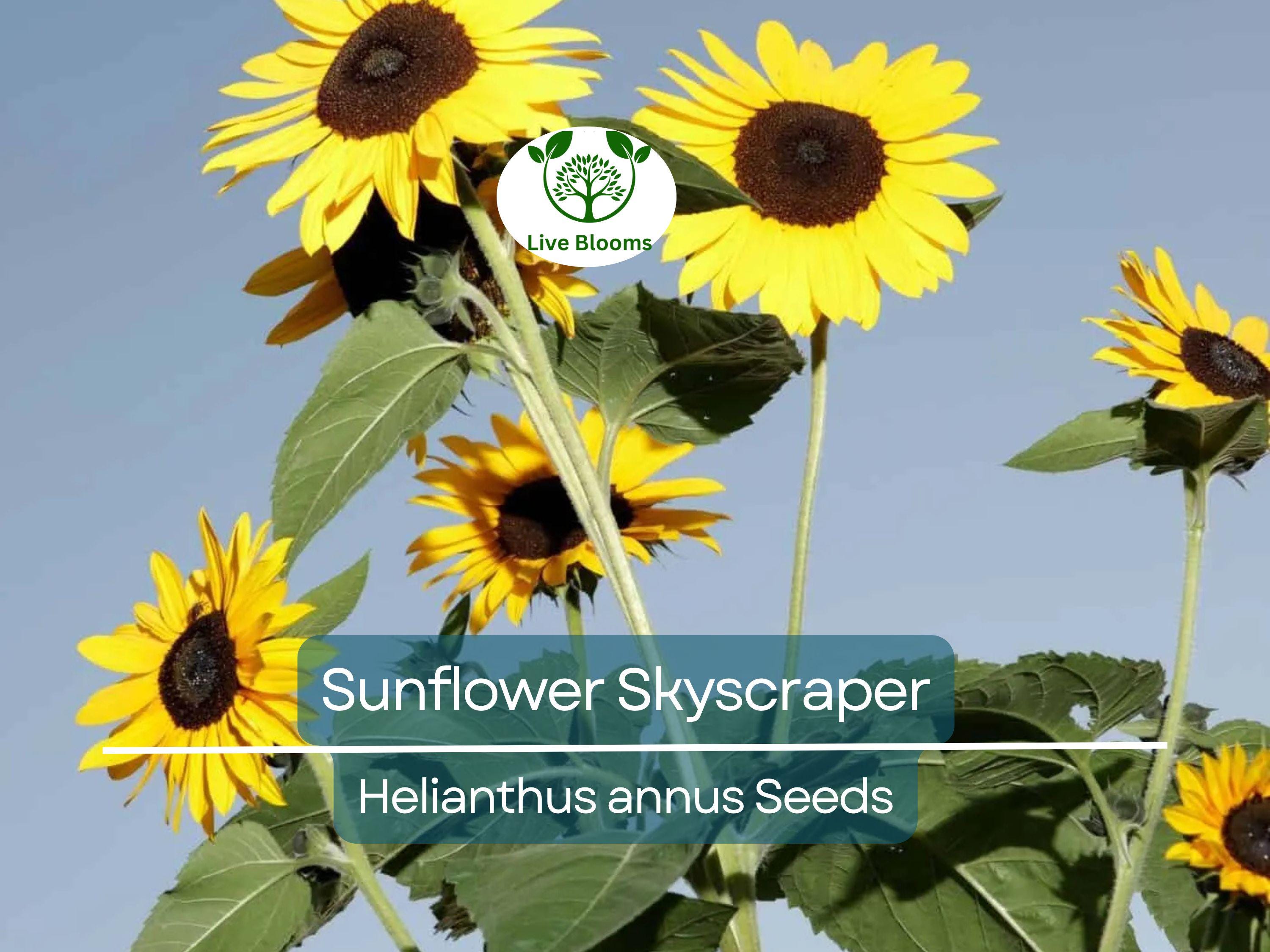 20 Seeds Sunflower Skyscraper, 144" Tall, Huge Edible Flowers, Heirloom Non-GMO, Giant Sunflower, Great for Gardens & Pollinators