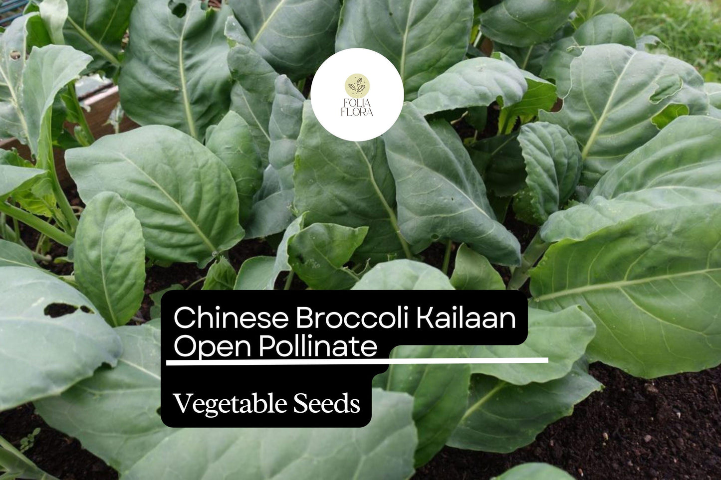 500mg Chinese Broccoli Kailaan Seeds Brassica oleracea | Open Pollinated Heirloom Variety | Tender Stalks & Delicious Greens
