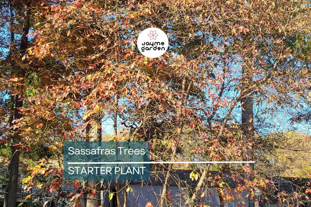2 Sassafras Trees – 1-2 Ft Tall Live Bare Root | Aromatic Leaves | Fast Growing | Ready to Plant | Perfect for Landscaping