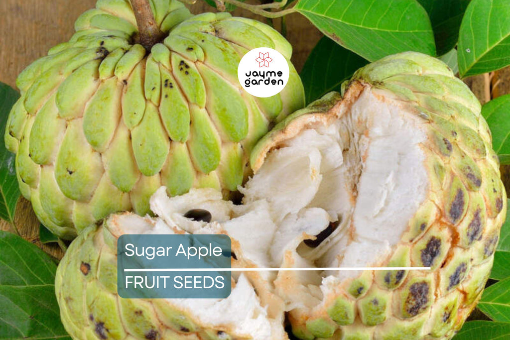 5 Organic Sugar Apple Seeds (Annona squamosa) – Tropical Sweetsop Fruit Tree, Zones 9-11