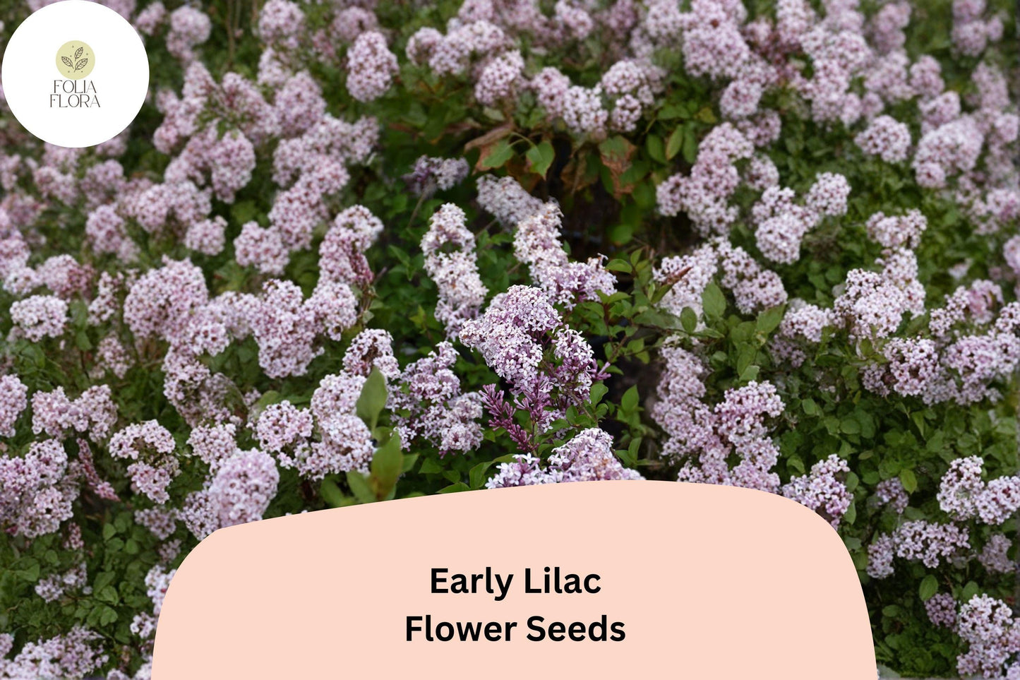 Early Lilac Seeds – 25 Syringa oblata | Fragrant Purple Lilac Shrub | Ornamental Flowering Garden Plant