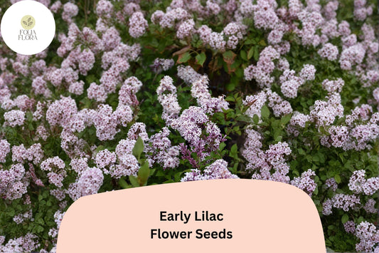 Early Lilac Seeds – 25 Syringa oblata | Fragrant Purple Lilac Shrub | Ornamental Flowering Garden Plant