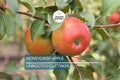 6 Honeycrisp Apple Tree Scion Wood Cuttings - Organic, 6-9" Hardwood - Winter Hardy