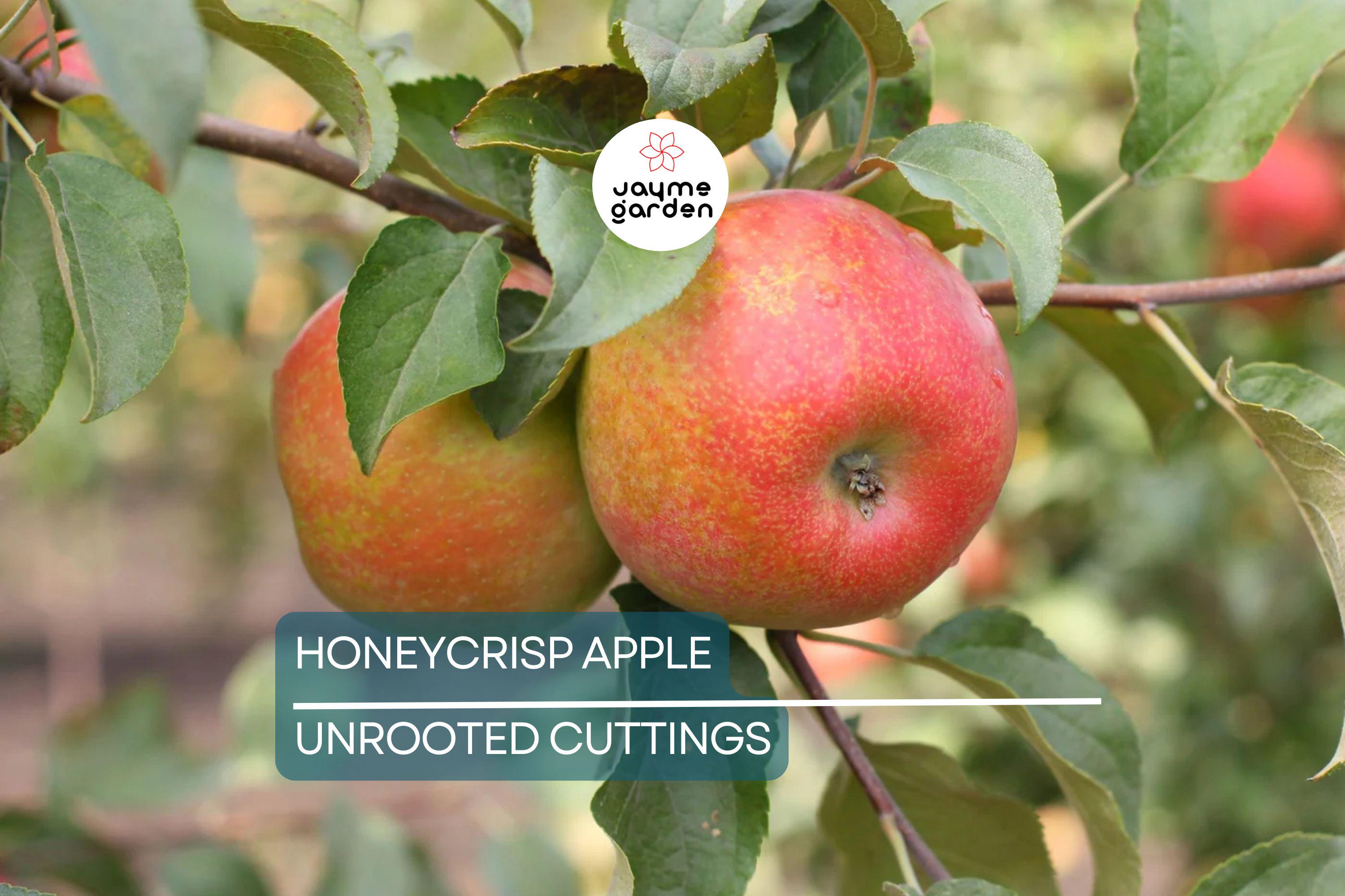 6 Honeycrisp Apple Tree Scion Wood Cuttings - Organic, 6-9" Hardwood - Winter Hardy