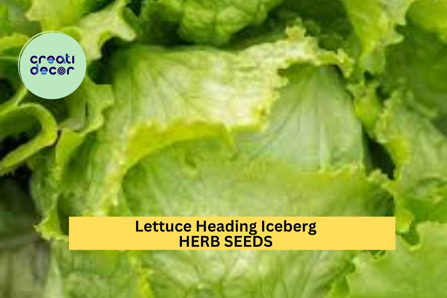 3pcs of 1g Iceberg Batavian Lettuce Seeds – Crisp Heading Variety Ideal for Salads,Sandwiches, Garden & Container Growing Seeds for Planting