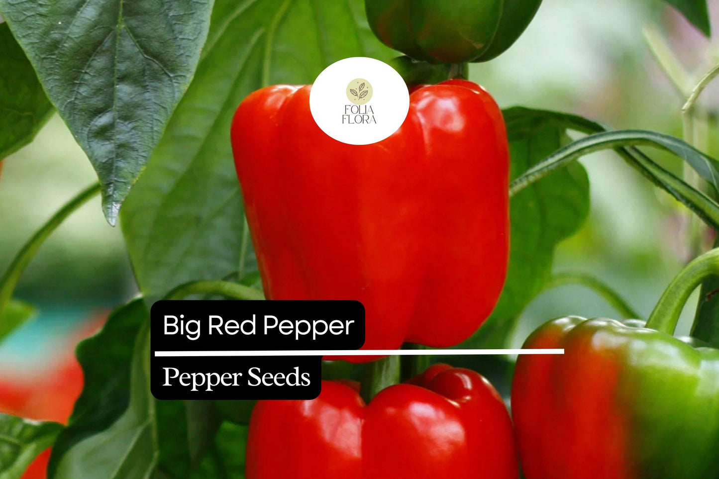 25 Big Red Pepper Seeds – Capsicum annuum – Sweet, Thick-Walled, High-Yielding, Perfect for Stuffing