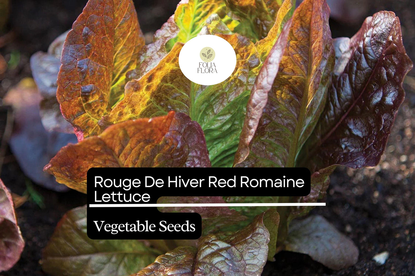 1000 Rouge De Hiver Lettuce Seeds – Lactuca sativa – Heirloom Romaine, Red-Tinted Leaves, Cold Hardy, Non-GMO, Sweet & Tender