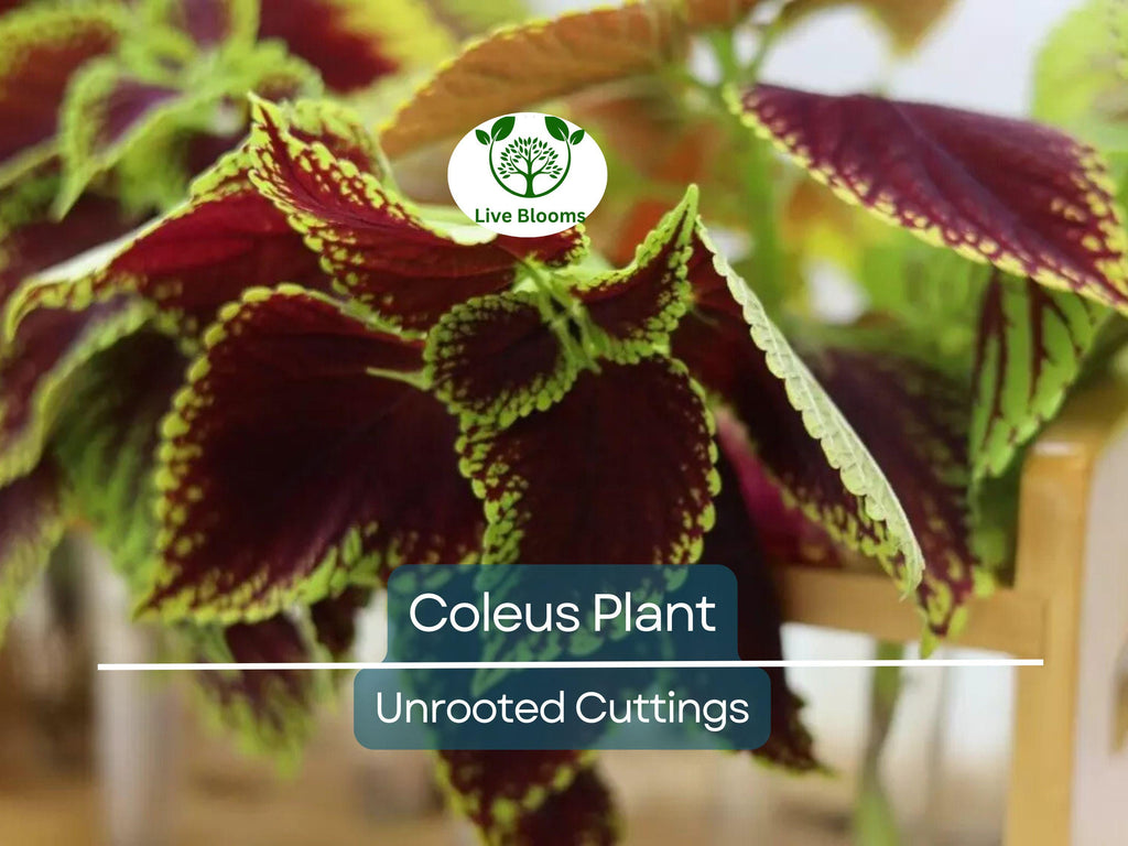 10 Coleus Unrooted Cuttings 2-6" Mixed Colors & Patterns - Easy to Root, Tropical Shade Plant, for Gardens and Containers, Vibrant Foliage