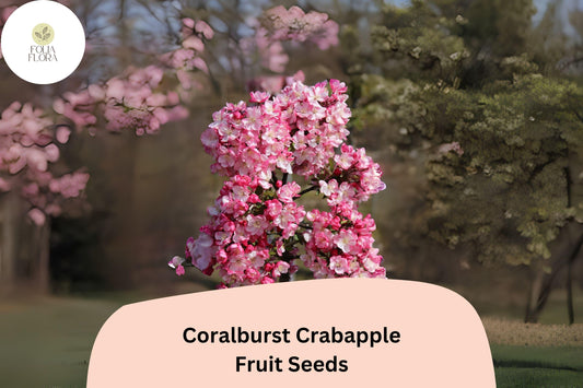 25+ Coralburst Crabapple Seeds | Malus ‘Coralburst’ Ornamental Tree | Coral-Pink Blossoms & Red Fall Fruit | Garden Planting