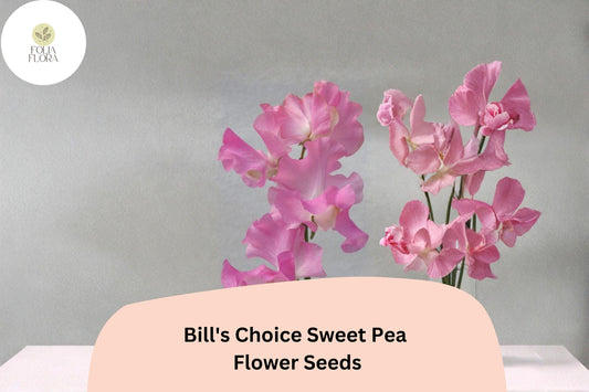 Bill’s Choice Sweet Pea Seeds – Pink Climbing Flower, 50+ Seeds
