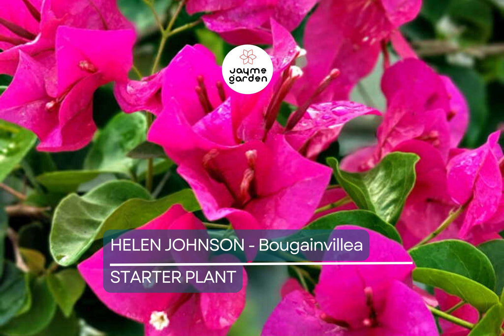Helen Johnson Bougainvillea | Small Well-Rooted Starter Plant | Tropical Beauty for Indoor & Outdoor Gardens |