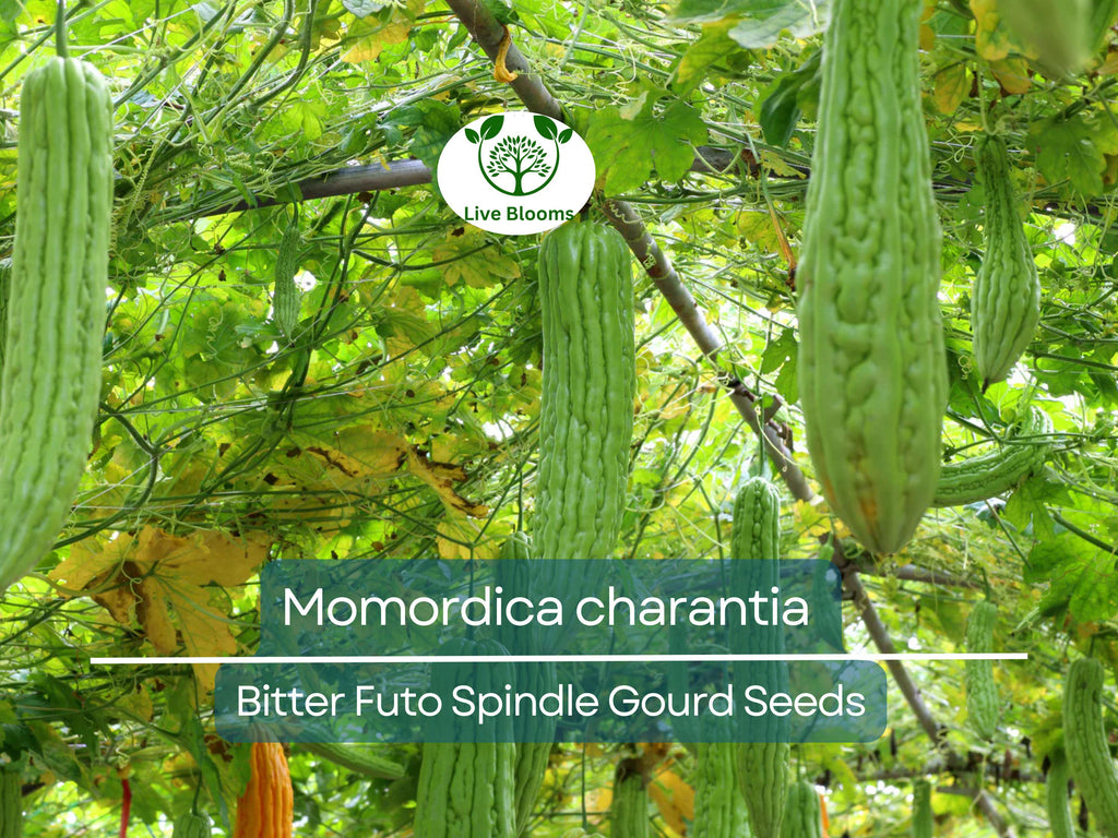 5 Seeds Gourd Bitter Futo Spindle – Hybrid (Momordica charantia) Non-GMO, Healthy Bitter Gourd for Planting, Gardening, & Fresh Harvests
